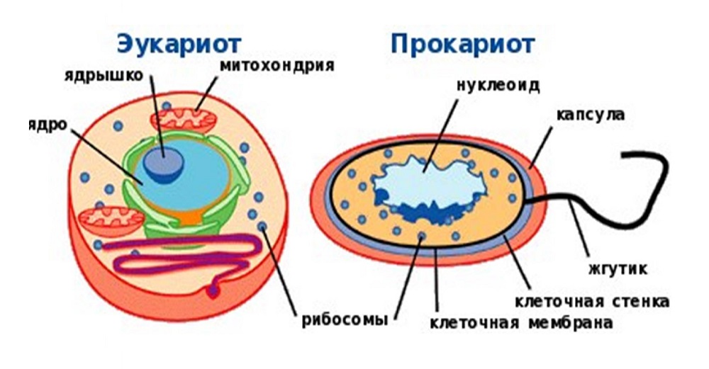 Строение клетки. Клетки прокариоты и эукариоты