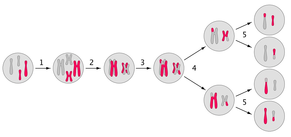 Мейоз - это редукционное деление, при котором образуются половые клетки