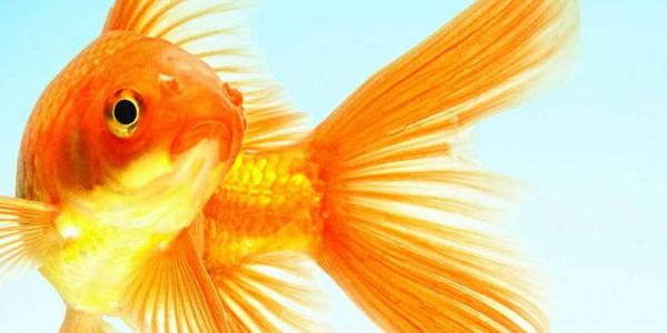 Творческий конкурс «Ловись, рыбка золотая!»